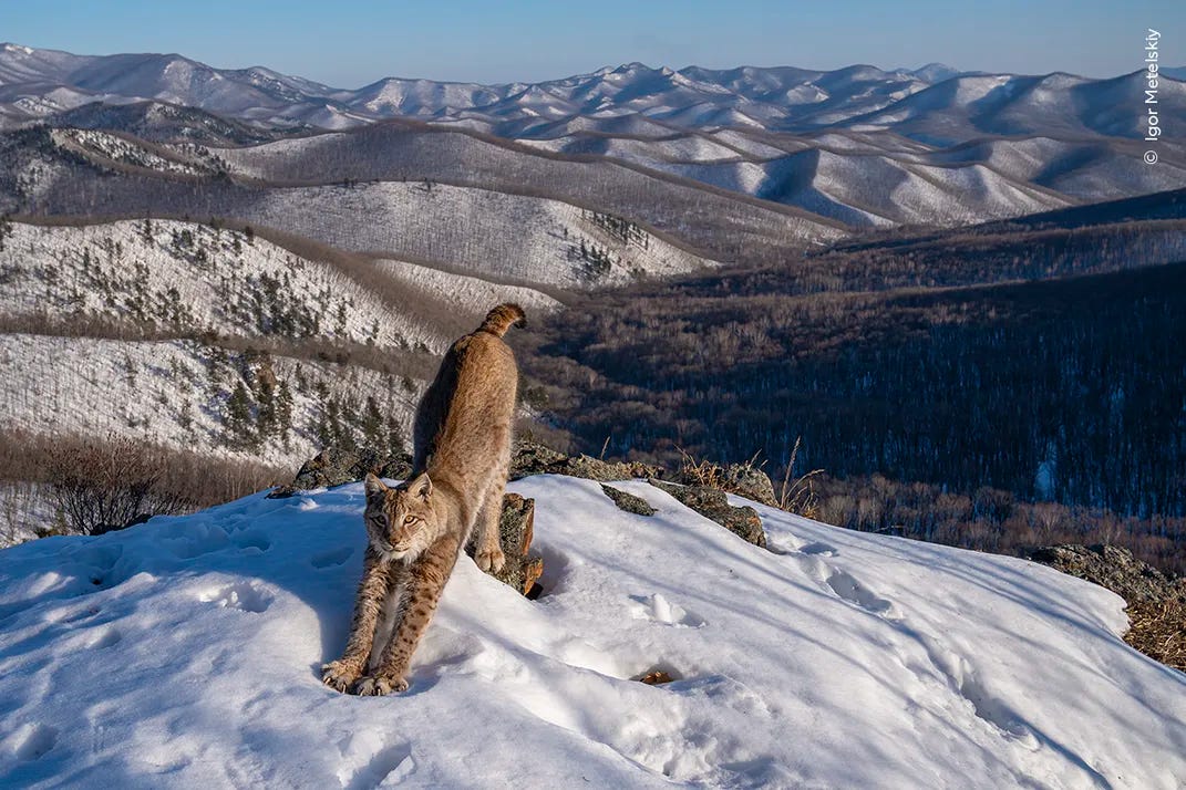 a lynx stretches on a snowy mountain cliffside overlooking a backdrop of peaks