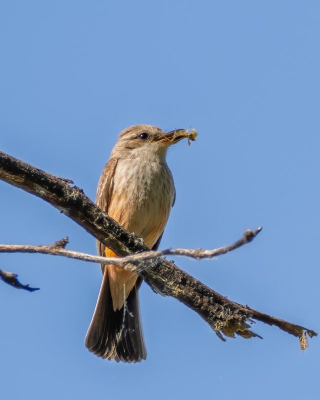 20260330-Sweetwater-164-Edit.jpg 20260330-Sweetwater-164-Edit.jpg