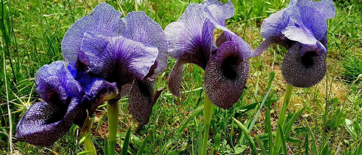 IMG_9793.jpeg IMG_9793.jpeg