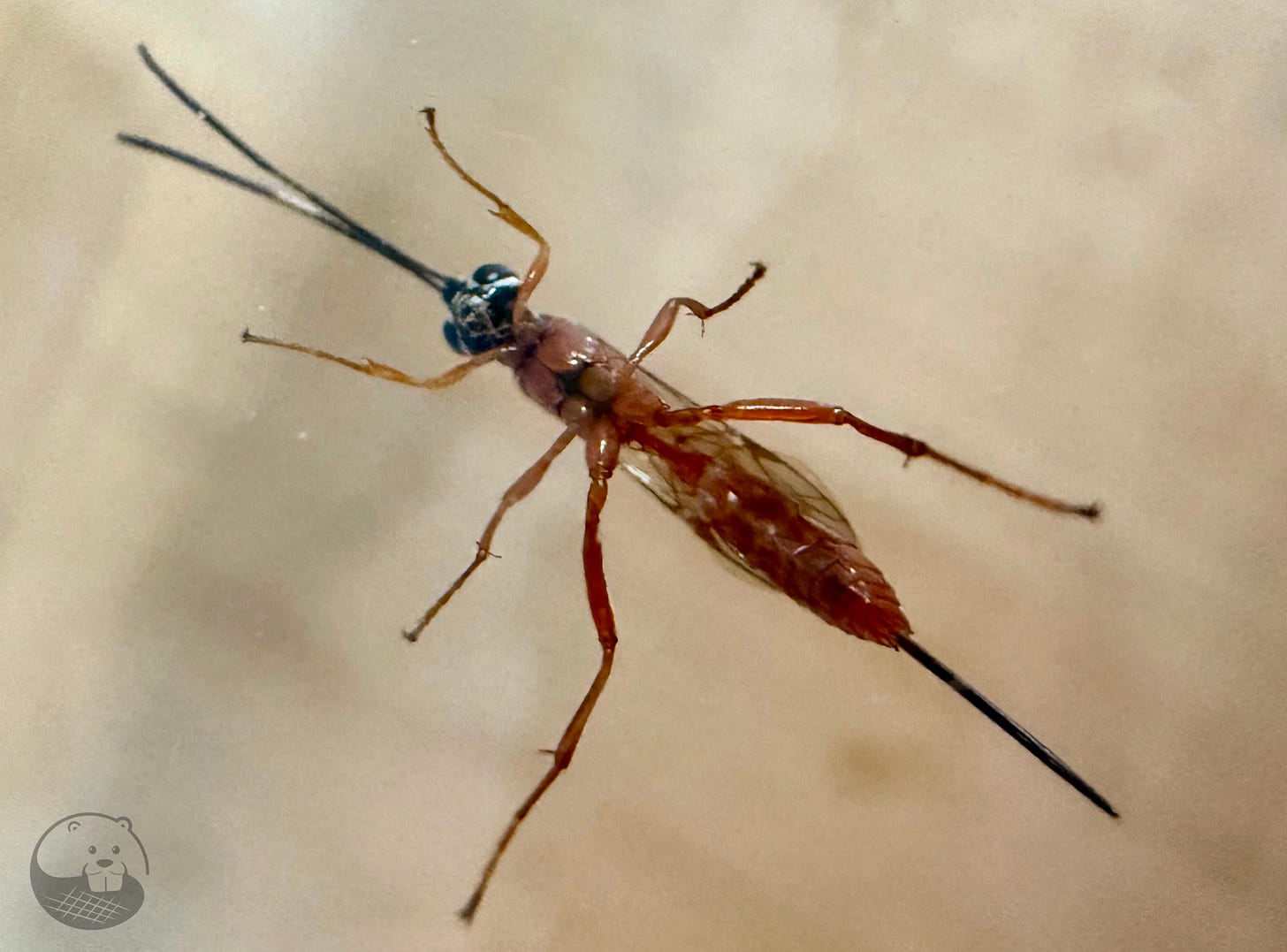 Close up photo of a parasitic wasp, by Amanda Ross