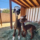 Shearing Day 2024
