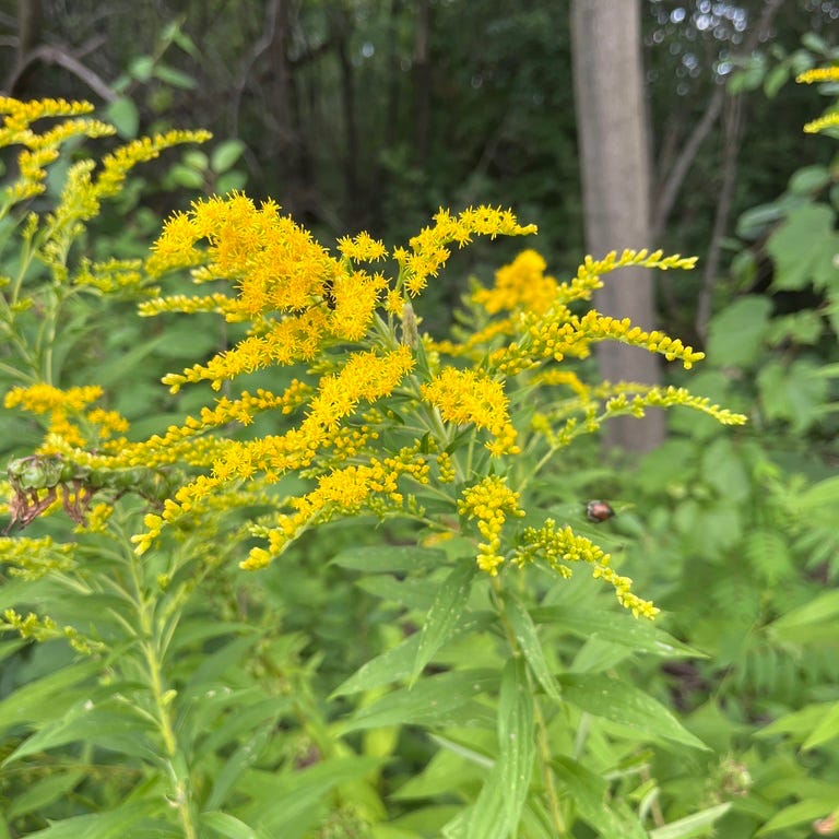 Goldenrod - Solidago altissima Goldenrod - Solidago altissima