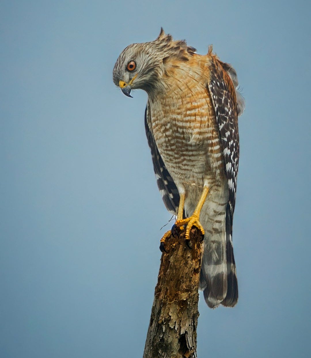 a hawk perched on top of a tree branch