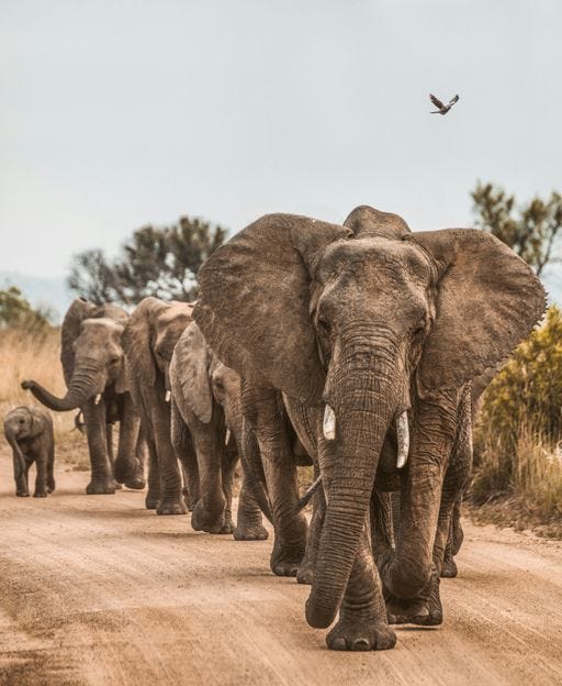 Elephants in Sabi Sand Game Reserve South Africa on safari