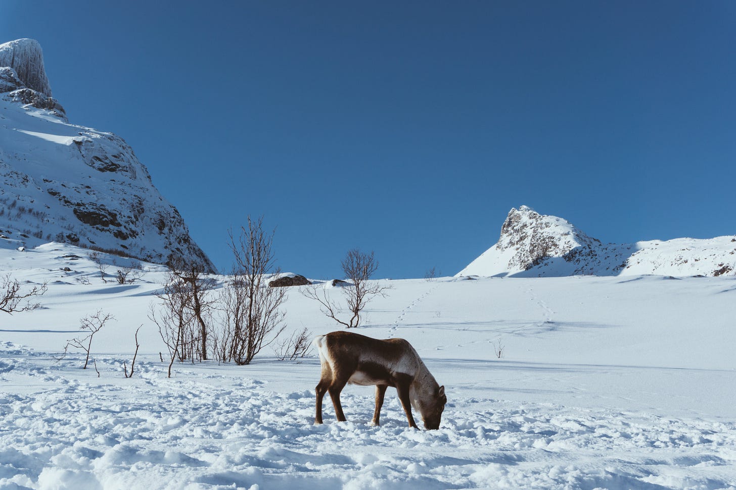 On the island of Kvaløya, you can spot reindeer on their annual migration to find greener pastures On the island of Kvaløya, you can spot reindeer on their annual migration to find greener pastures