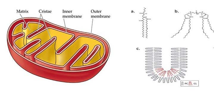 typical mitochondrion