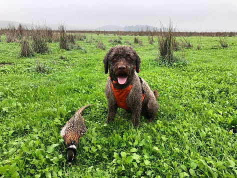 Various images of Paco the Spanish Water Dog
