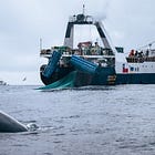 The Krill Chain