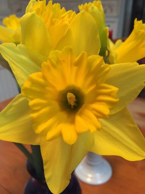 daffodil daffodil