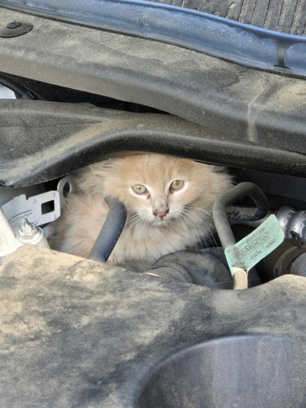 An animal control officer in Middletown Township, Pa., came to the rescue of a cat found hiding under the hood of a Pennsylvania state senator's vehicle. Photo courtesy of the Middletown Township Police Department/Facebook