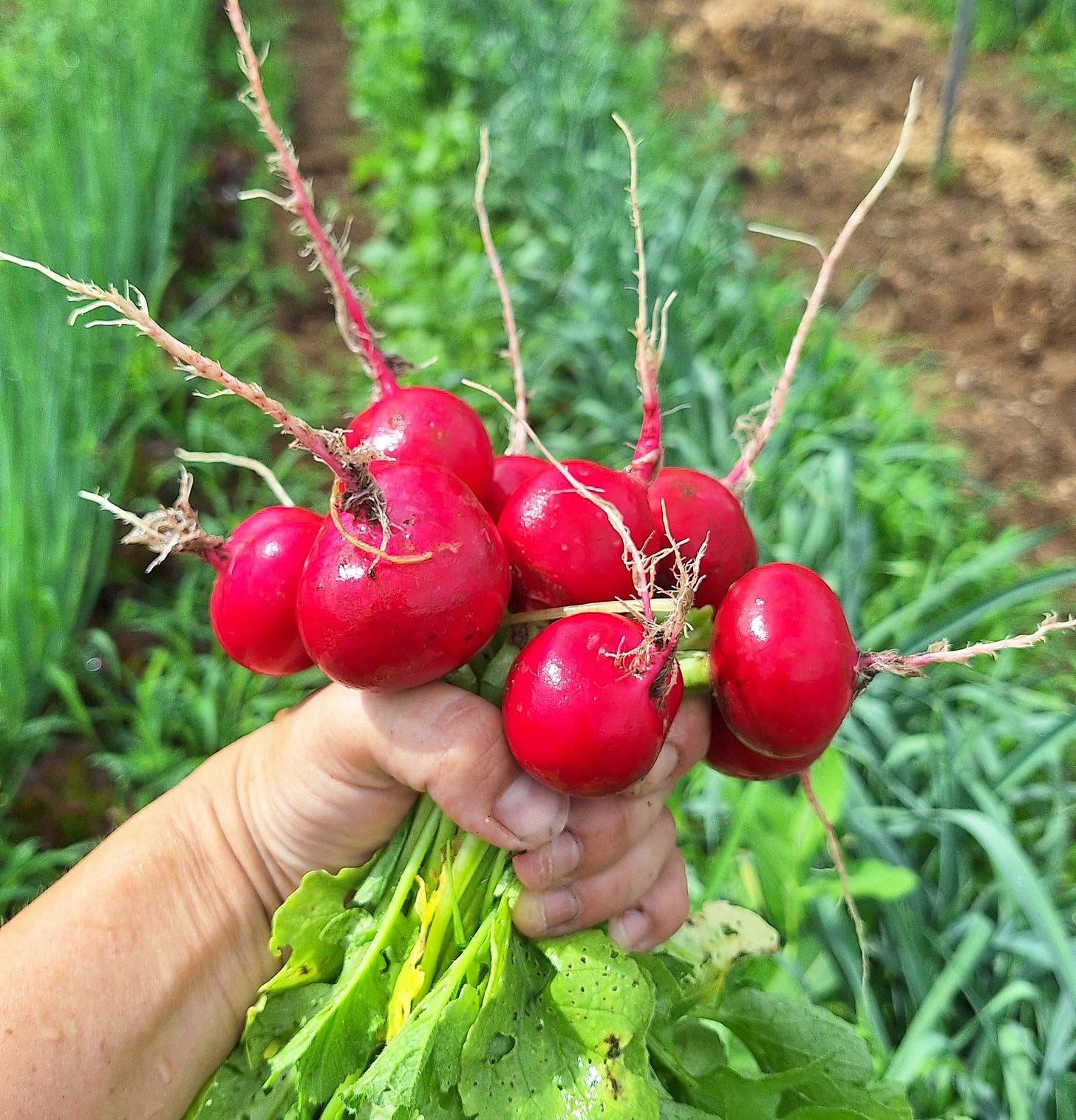 how to choose the right seed at the right time