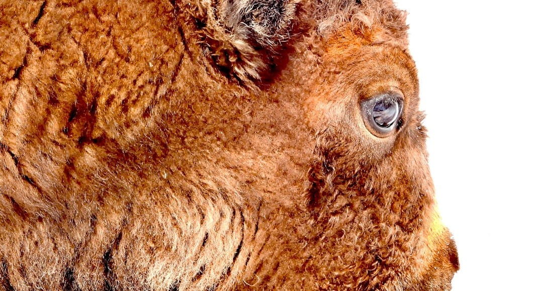 a close up of a bison's head with a white background