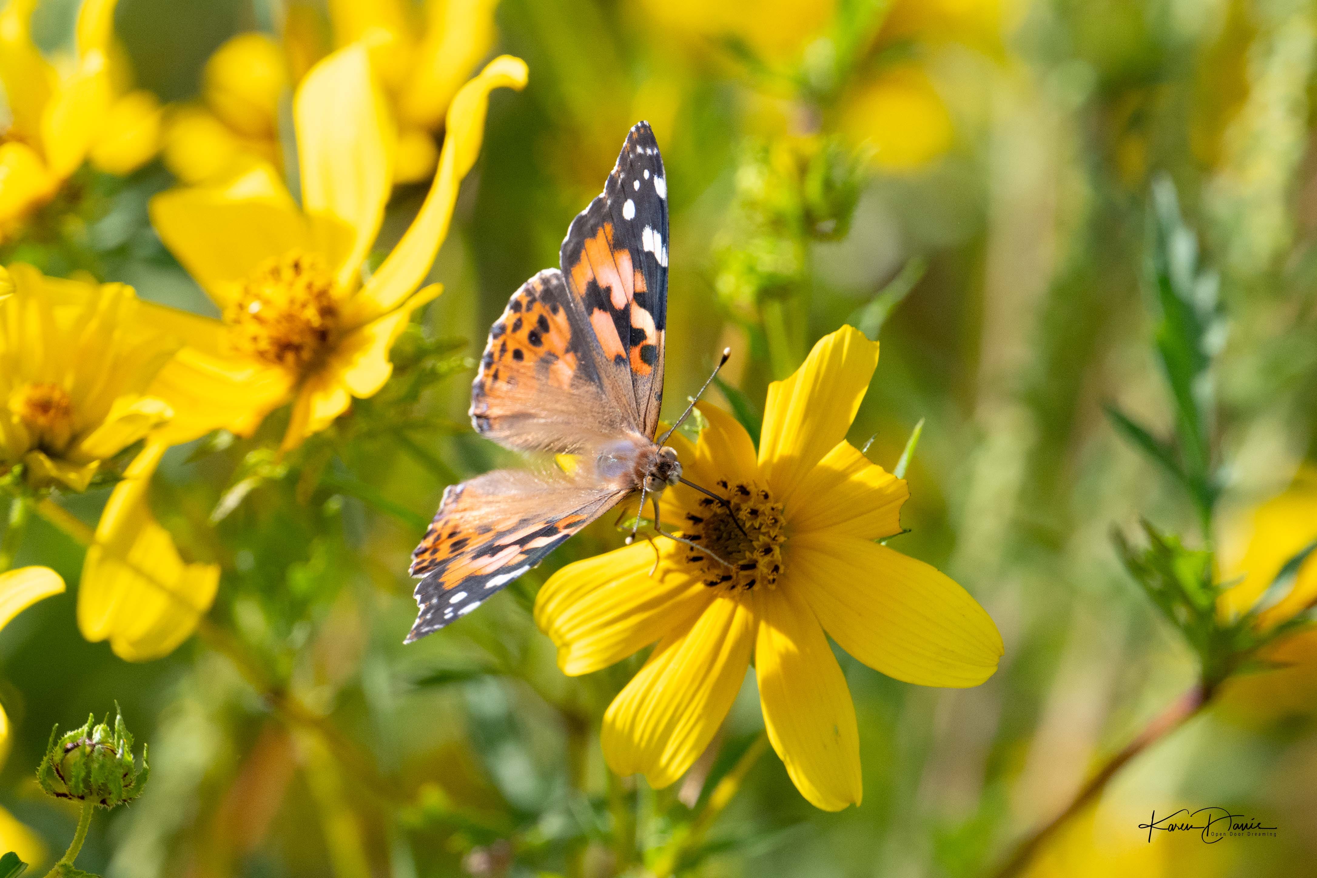 Butterfly Dance - by Karen Davis - Life in the Real World