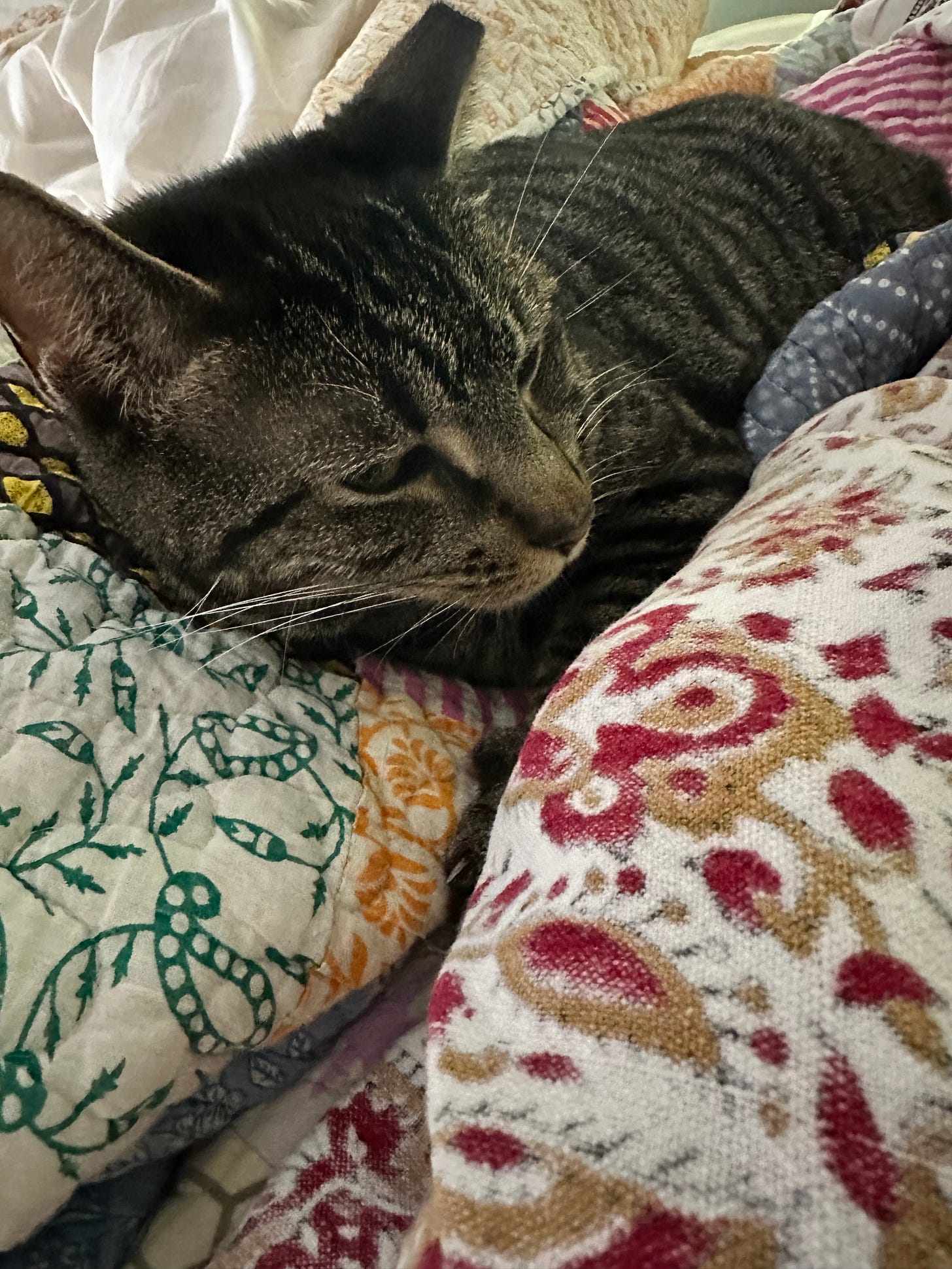 dark gray tabby giving the side eye from the folds of a patchwork quilt dark gray tabby giving the side eye from the folds of a patchwork quilt