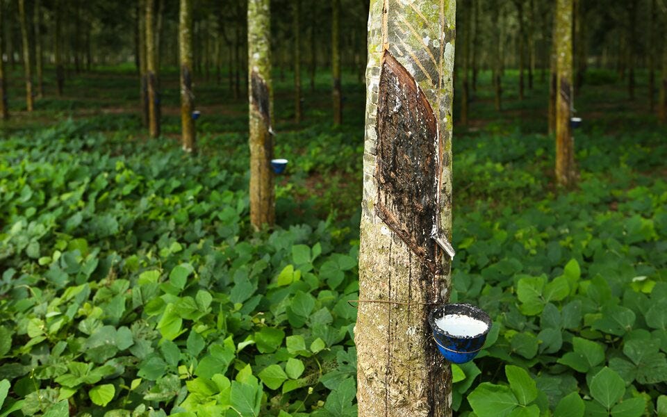 Para rubber tree | Bridgestone