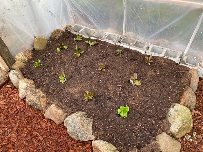 Lettuce is planted in a small garden bed.