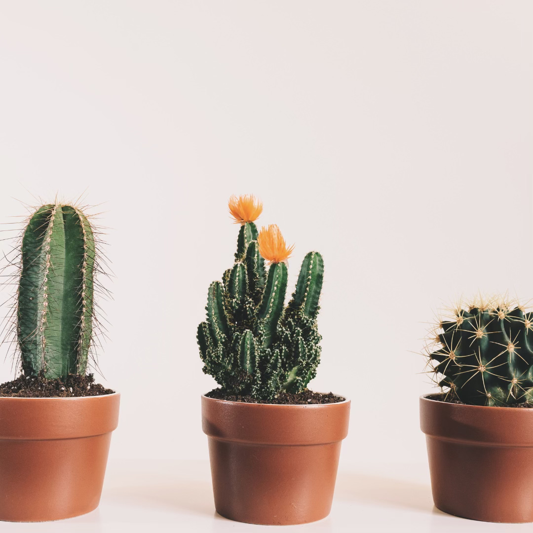 A photo of 3 cactuses in a row. They are in terracotta pots against a beige background 