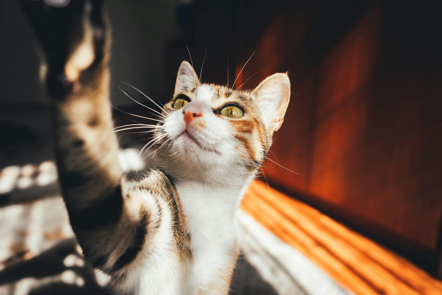 A curious cat, batting the camera.