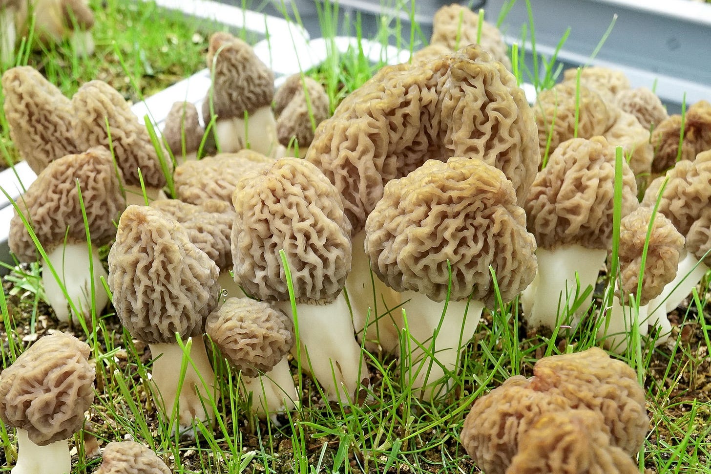 Indoor cultivation of black morels