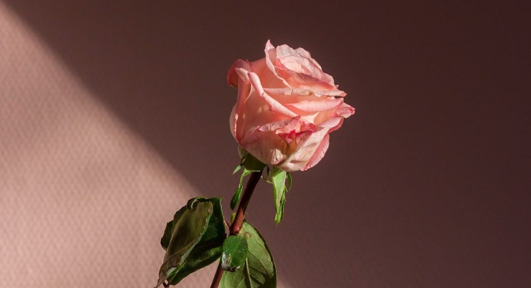 pink flower