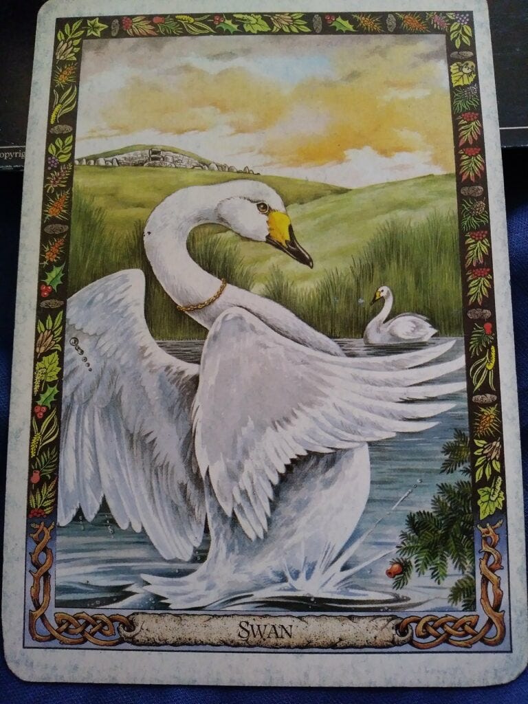 A Message from the Universe - Swan A Message from the Universe - Swan