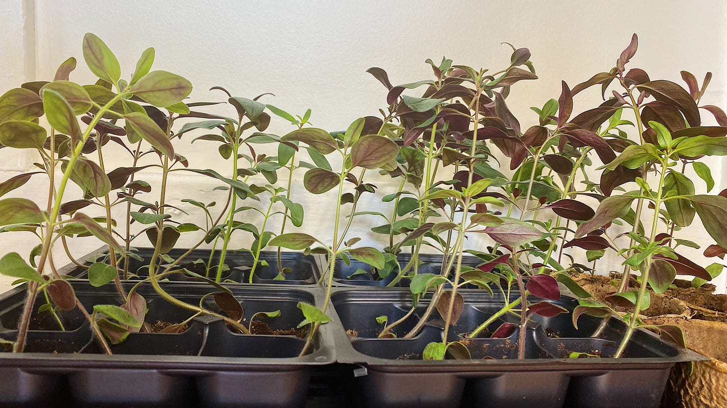snapdragon seedlings