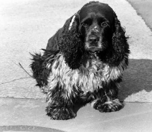 This cute thing helped Nixon get elected like four times.