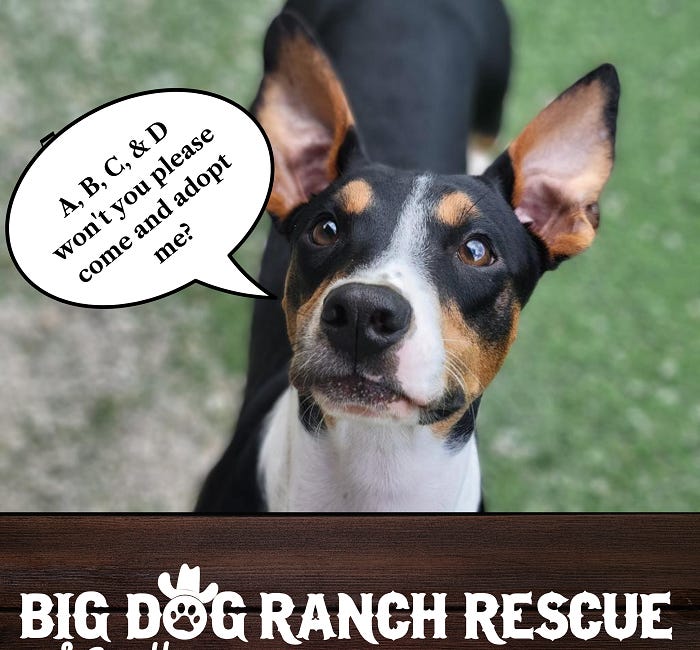ABJECT CRUELTY: ILLEGAL ALIENS LEAVE 1000s OF DOGS IN DESERT TO DIE