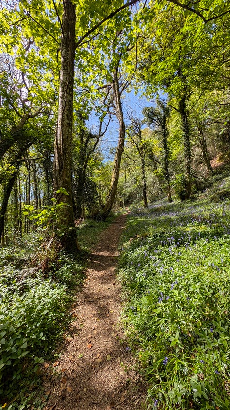 A shady woodland in spring with bluebells and orchids