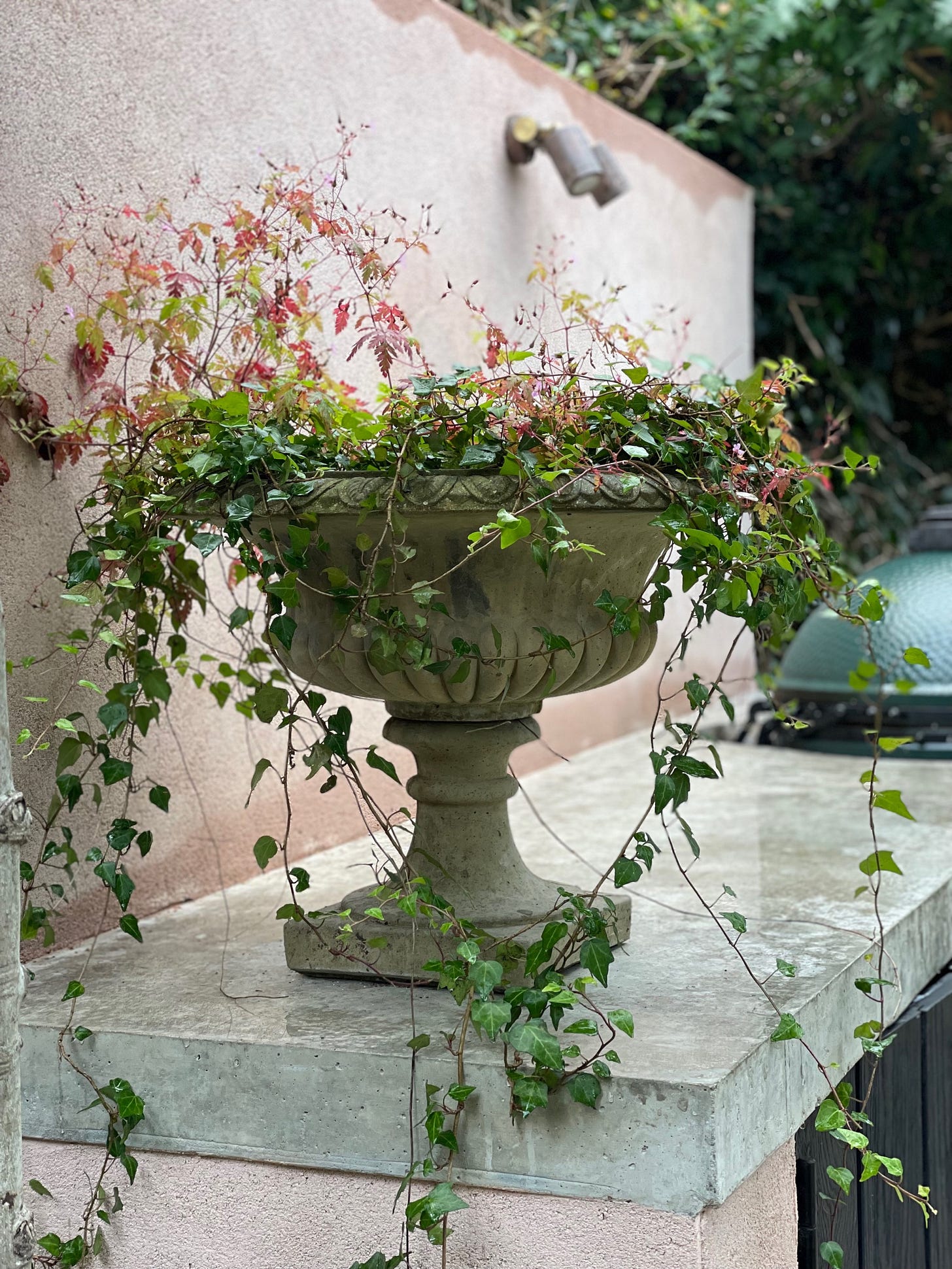 A planter with ivy growing in it

Description automatically generated