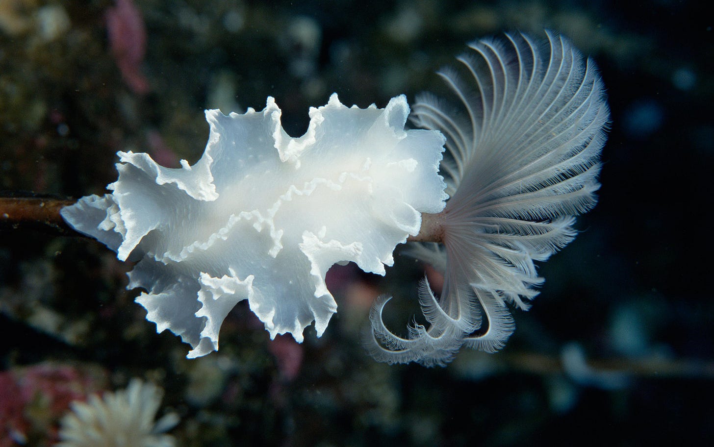 There's more maths in slugs and corals than we can think of | Aeon Essays