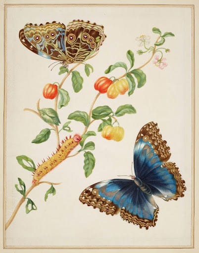 from The Girl Who Drew Butterflies by Joyce Sidman Maria Merian's art