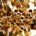 Operation: Beehive