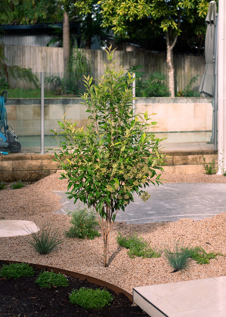 Australian native garden