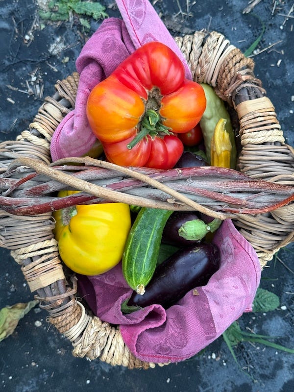 Basket with tomatoes, some cucumbers, zucchini and eggplant showing