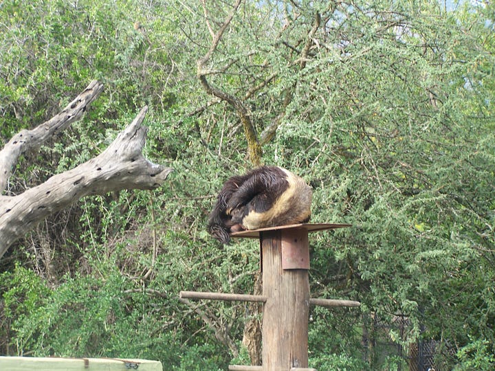 The honey badger is in a small pool, up on top of a post, looking up from the grass, and the pair is cuddling or wrestling on the ground