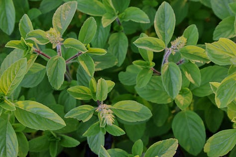 various basil plant varieties