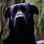 Rally Pup's avatar