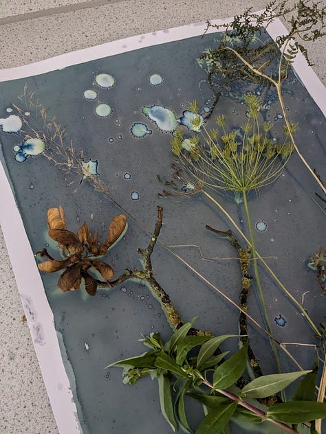 developing botanical cyanotypes