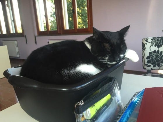 sunshine-snoozing cat 1 sunshine-snoozing cat 1