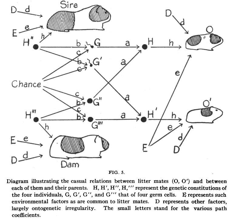 A complex graphic, with Sire and Dam, and their offspring. This is a directed acyclic graph with three principal influences (E, D, H) that influence each participant. Germ cells that contribute to the offspring are also shown, with causal weights on each arrow.