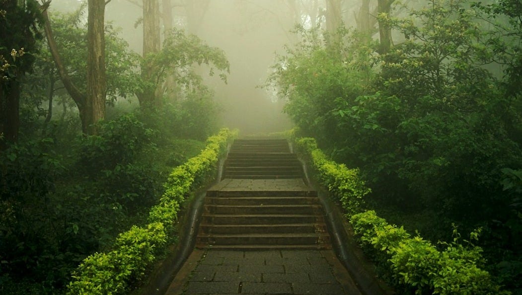trees and plants