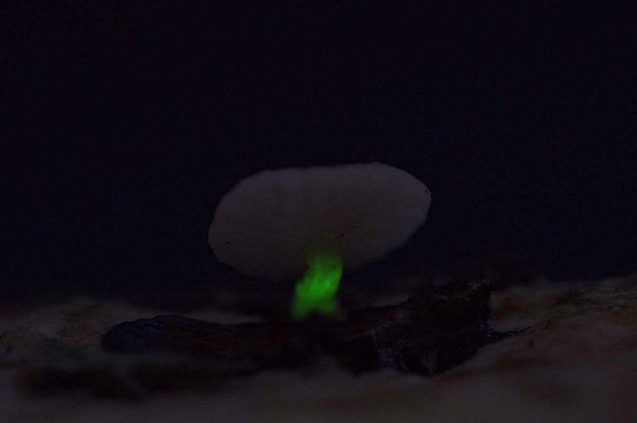 Mycena roseoflava