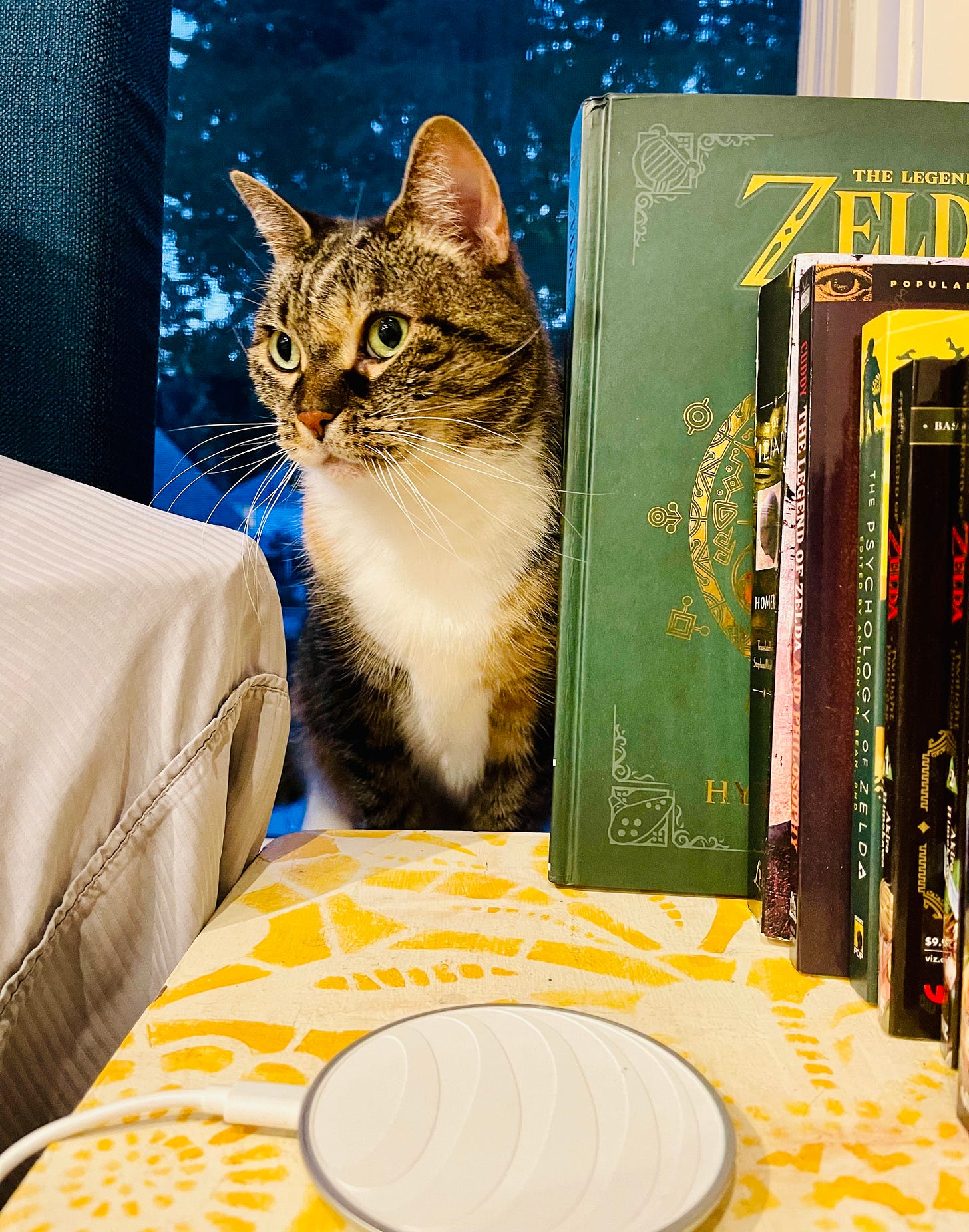 cat on a window sill peering between the bed and a bunch of books
