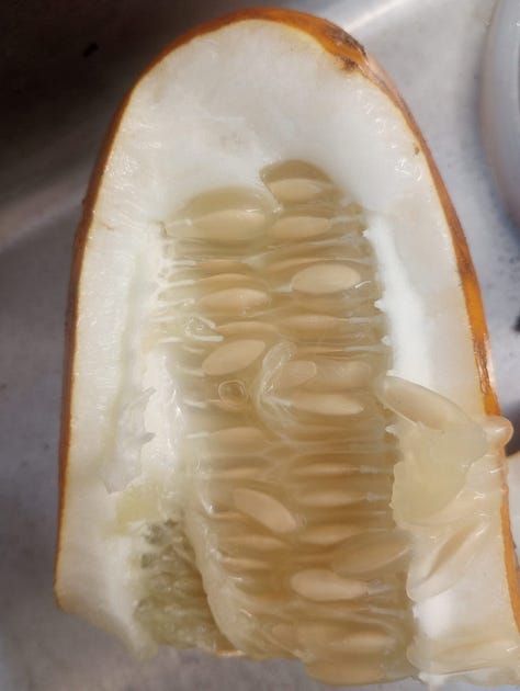 A metal sink filled with cucumber halves. A plastic container filled with seeds. A close up of seeds in a cucumber. 