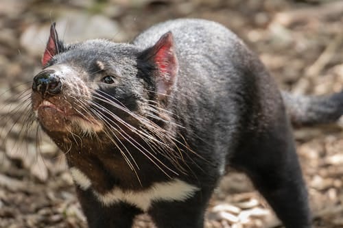 Free Close-up of a Tasmanian Devil Stock Photo