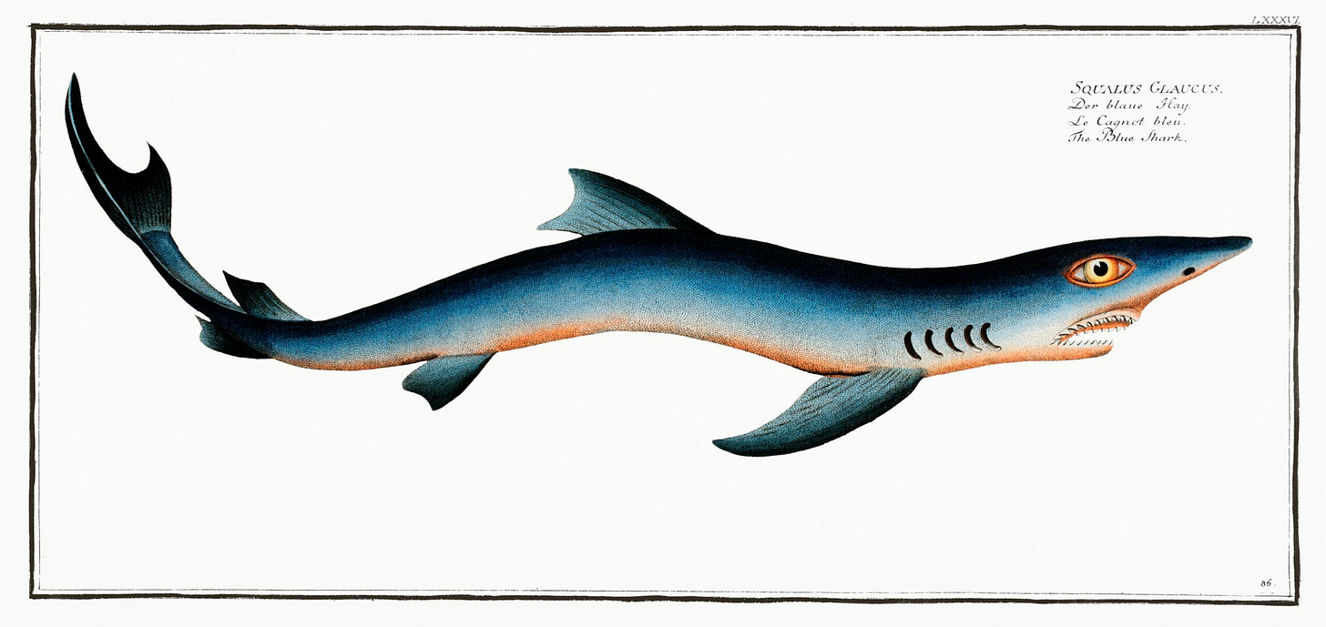 a long fish seems slightly absurd