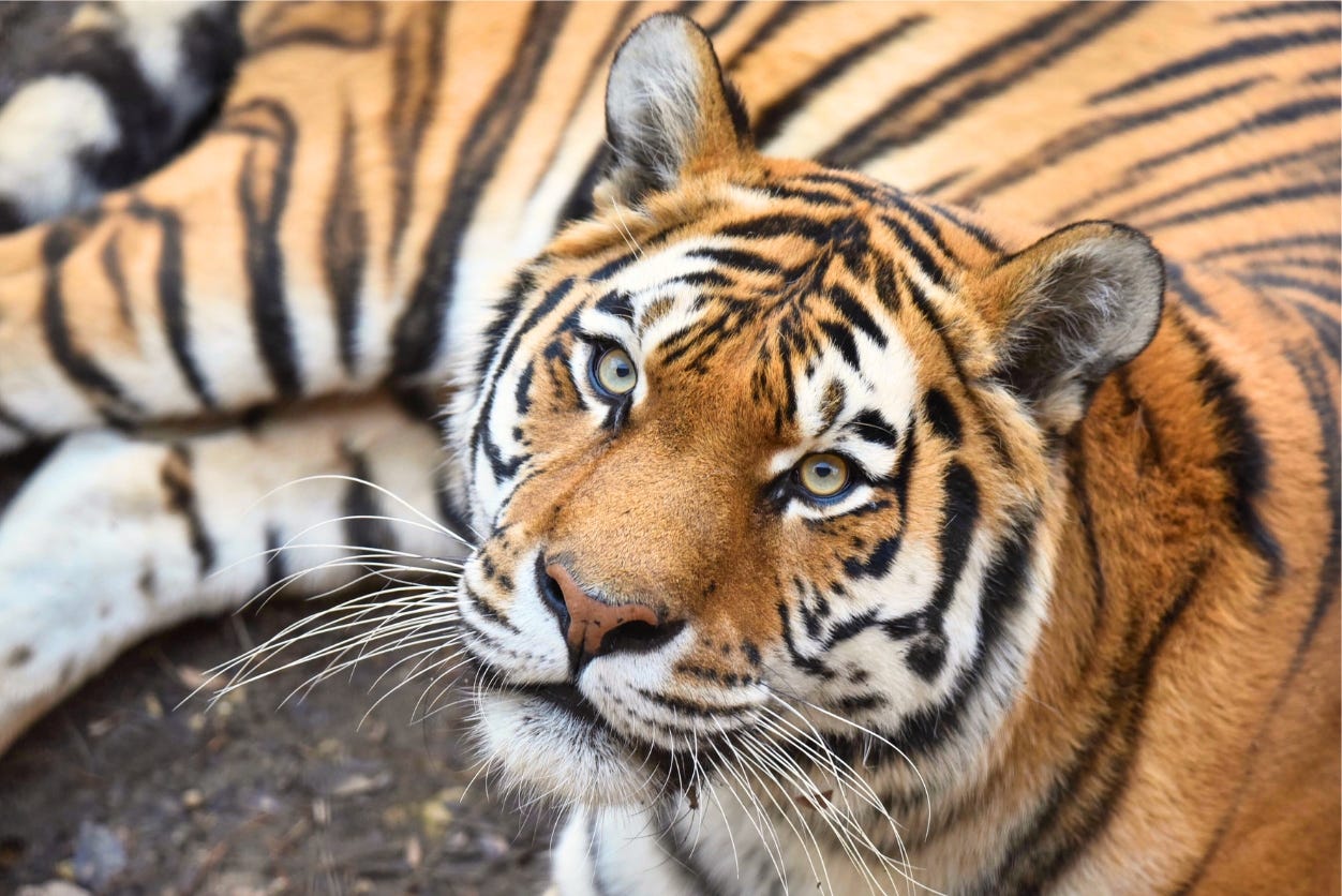 Tiger lies on the ground looking at the camera