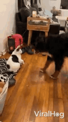 Cat And Dog Playing GIFs | Tenor