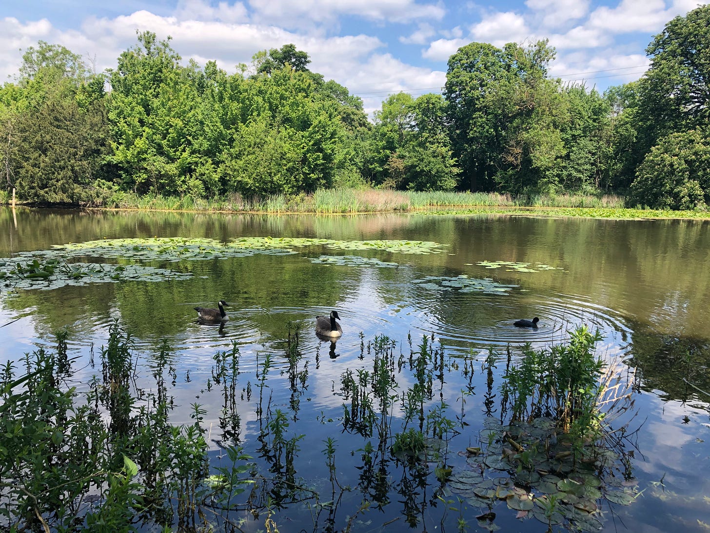 A pond in Wanstead Park east London with lily pads and ducks on the water and trees in the background